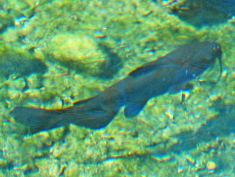 Channel catfish (Ictalurus punctatus)