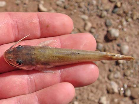 Channel Catfish (Ictalurus punctatus)