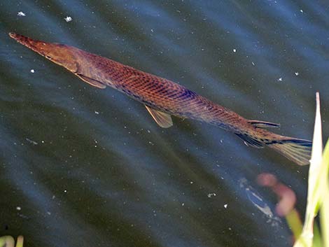 Alligator Gar (Atractosteus spatula)