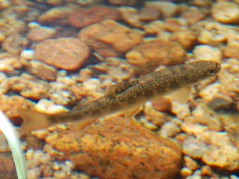 Brook trout (Salvelinus fontinalis)