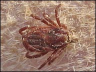 ticks