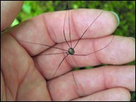 Harvestmen