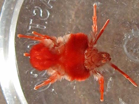 Velvet Mite (Family Trombidiidae, Dinothrombium spp.)