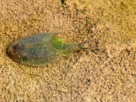 Tadpole Shrimp (Triops newberryi)