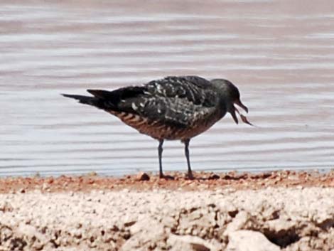 Long-tailed Jaeger (Stercorarius longicaudus)