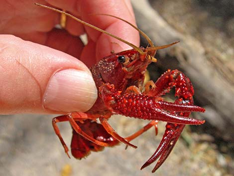 Red Swamp Crayfish (Procambarus clarkii)