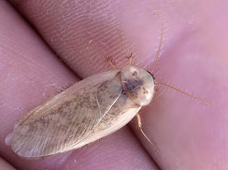 Desert Roach (Arenivaga spp.)