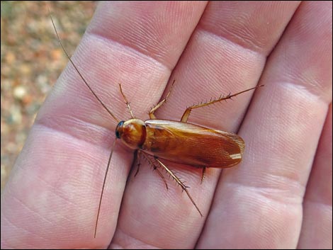 American Cockroach (Periplaneta americana)