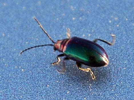 Leaf Beetles (Family Chrysomelidae)