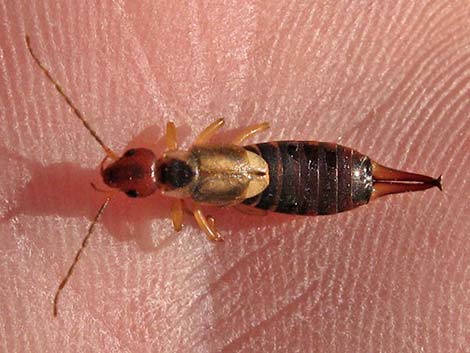 European Earwig (Forficula auricularia)