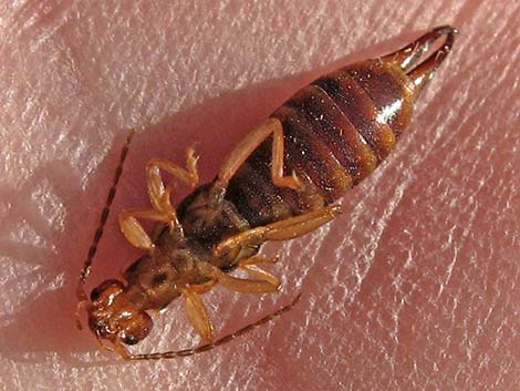 European Earwig (Forficula auricularia)