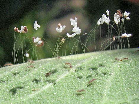 Green Lacewings (Chrysopidae)