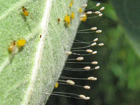 Green Lacewings (Chrysopidae)