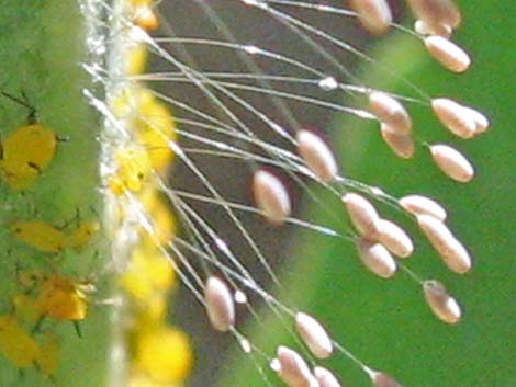 Green Lacewings (Chrysopidae)