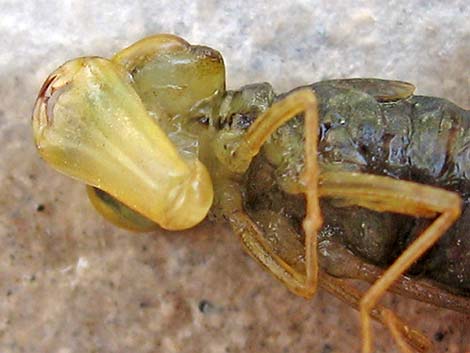 Dragonfly Larvae (Suborder Epiprocta)