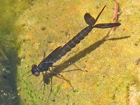 Damselfly Larvae (Suborder Zygoptera)