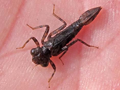 Damselfly Larvae (Suborder Zygoptera)