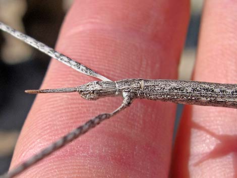 Walkingstick (Family Phasmatidae)