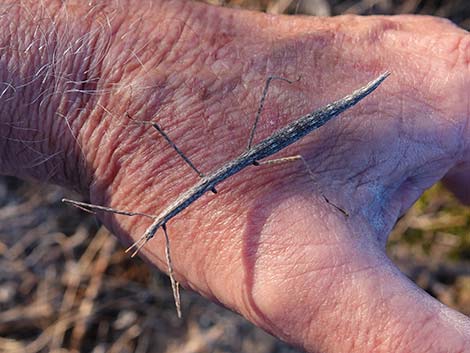 Short-horn Walkingstick (Parabacillus spp.)