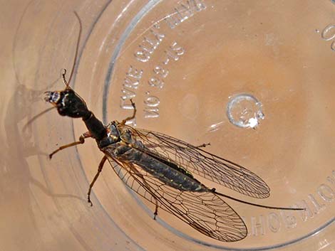 Snakeflies (Order Raphidioptera)