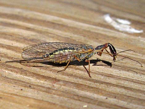 Snakeflies (Order Raphidioptera)