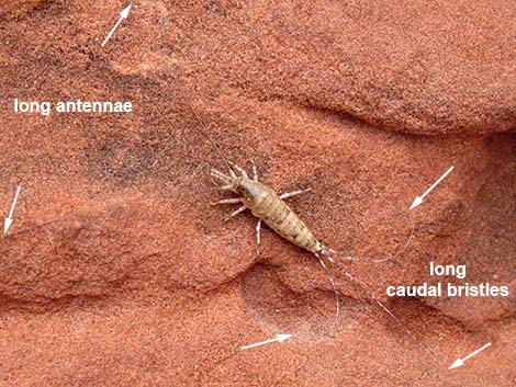 Invertebrates Around Las Vegas, Silverfish and Relatives