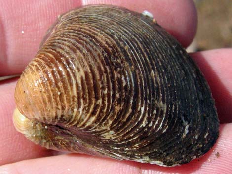 Asian Clam (Corbicula fluminea)