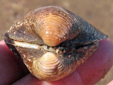 Asian Clam (Corbicula fluminea)