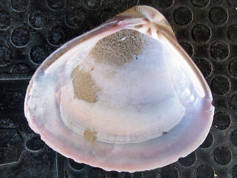 Asian Clam (Corbicula fluminea)