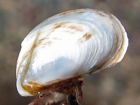 Quagga Mussel (Dreissena rostriformis bugensis)