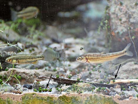 Moapa Pebblesnail (Pyrgulopsis avernalis)