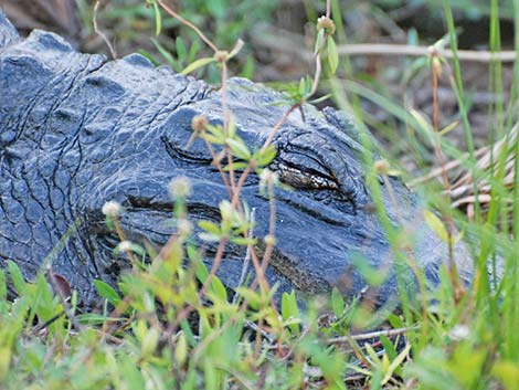 American Alligator (Alligator mississippiensis)