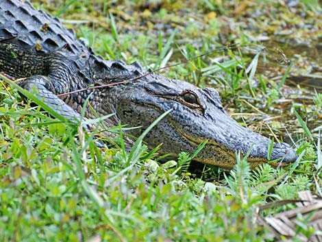 American Alligator (Alligator mississippiensis)