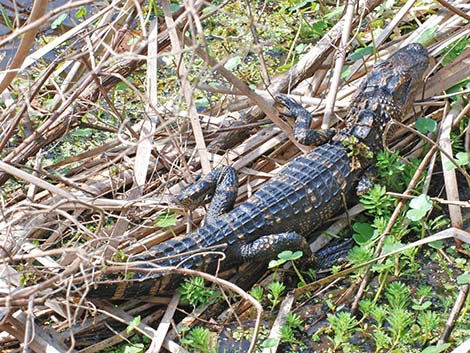 American Alligator (Alligator mississippiensis)