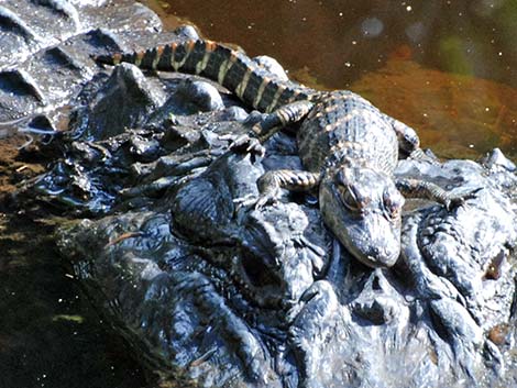 American Alligator (Alligator mississippiensis)