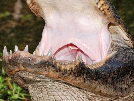 American Alligator (Alligator mississippiensis)