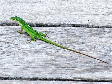 Green Anole (Anolis carolinensis)