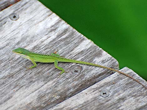 Green Anole (Anolis carolinensis)