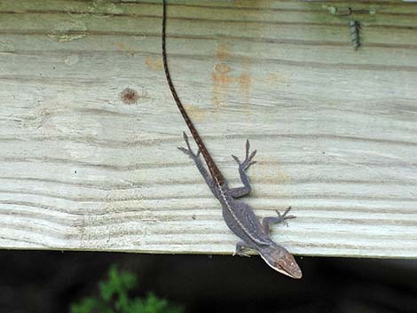 Green Anole (Anolis carolinensis)