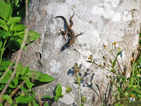 Brown Anole (Anolis sagrei)