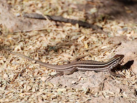 Sonoran Spotted Whiptail (Aspidoscelis sonorae)