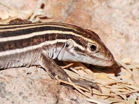 Sonoran Spotted Whiptail (Aspidoscelis sonorae)