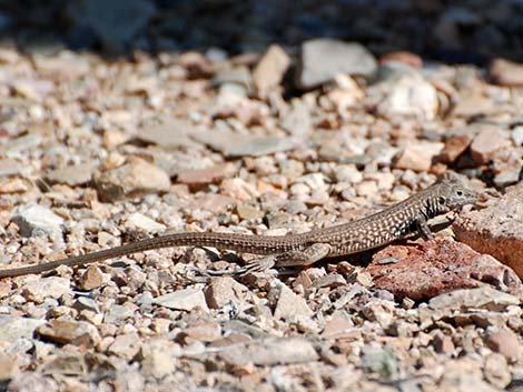 Sonoran Spotted Whiptail (Aspidoscelis sonorae)