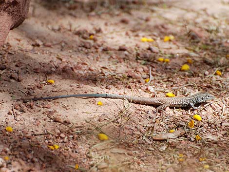 Western Whiptail (Aspidoscelis tigris)