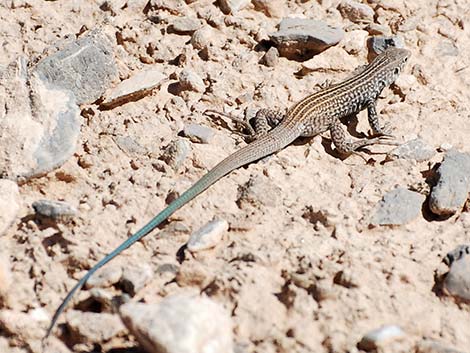 Western Whiptail (Aspidoscelis tigris)