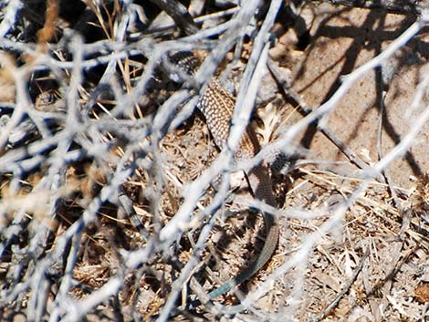 Western Whiptail (Aspidoscelis tigris)