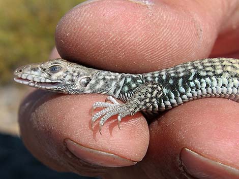 Western Whiptail (Aspidoscelis tigris)