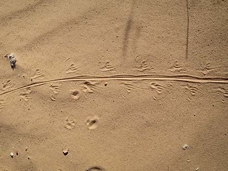 Western Whiptail (Aspidoscelis tigris)