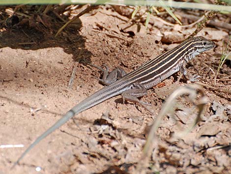 Plateau Striped Whiptail (Aspidoscelis velox)