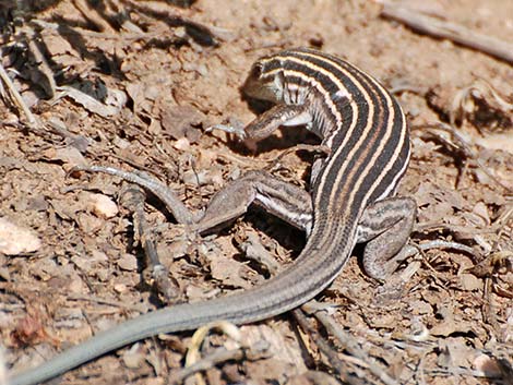 Plateau Striped Whiptail (Aspidoscelis velox)